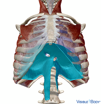 Glossary Of The Respiratory System 