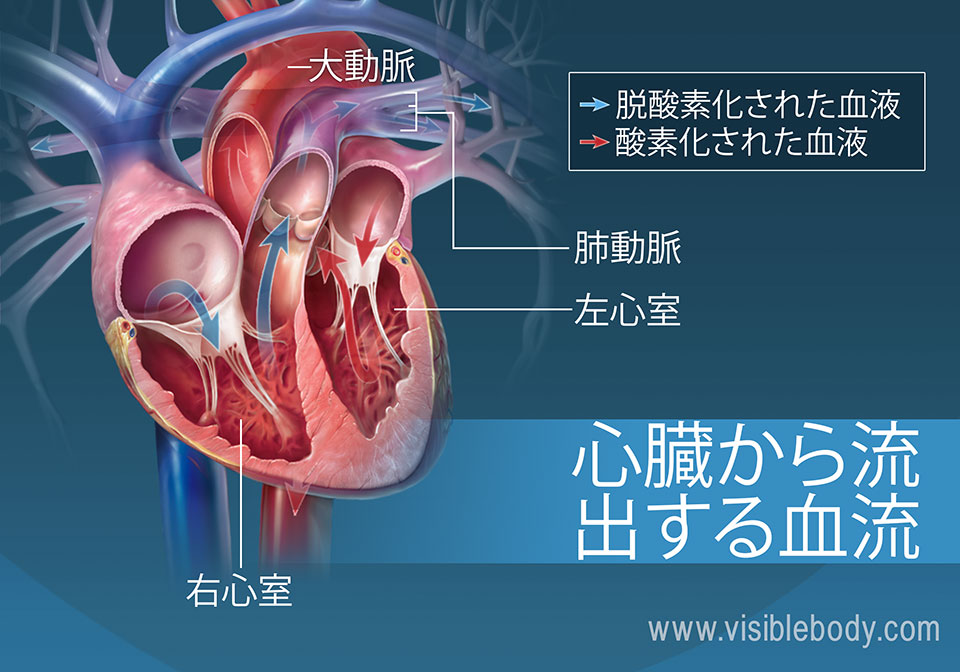 左右の心室は、心臓から血液を拍出します