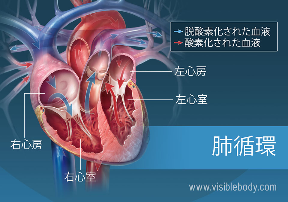 心房を通る酸素化および脱酸素化された血液の循環