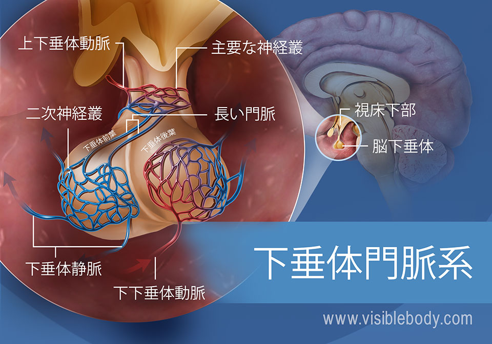 下垂体静脈、上下の下垂体動脈を含む下垂体の下垂体門脈系の図