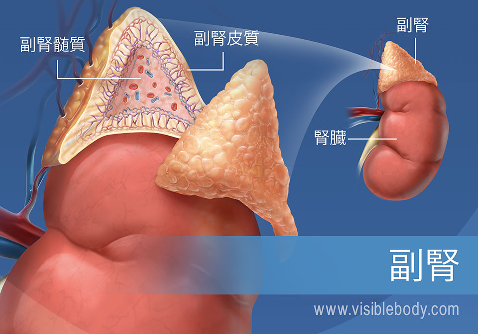 副腎髄質、副腎皮質および腎臓と共に、副腎を示す図