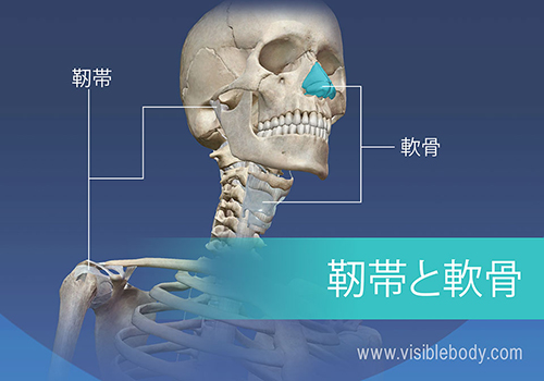 Visible Body 学習サイト
