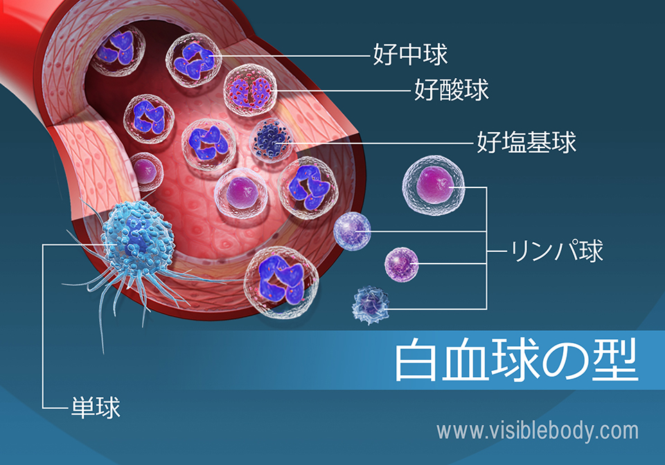 血流中の異なった種類の白血球