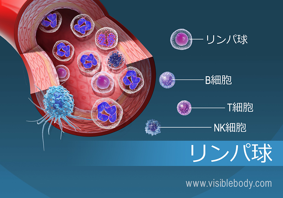 さまざまな種類のリンパ球に関する詳細