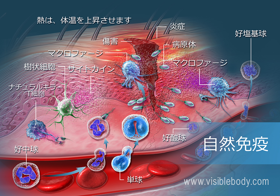 外傷に応答する受動免疫系