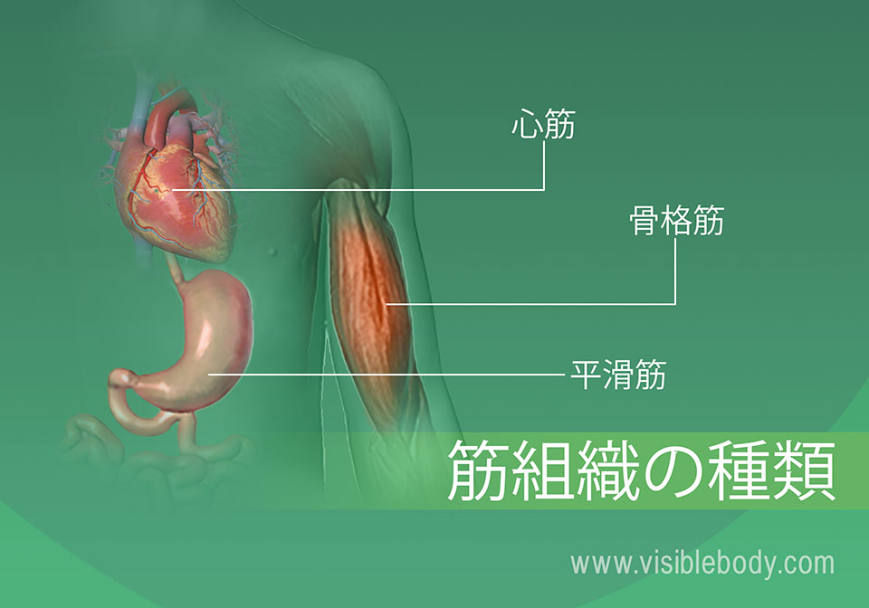 筋肉-組織の-種類