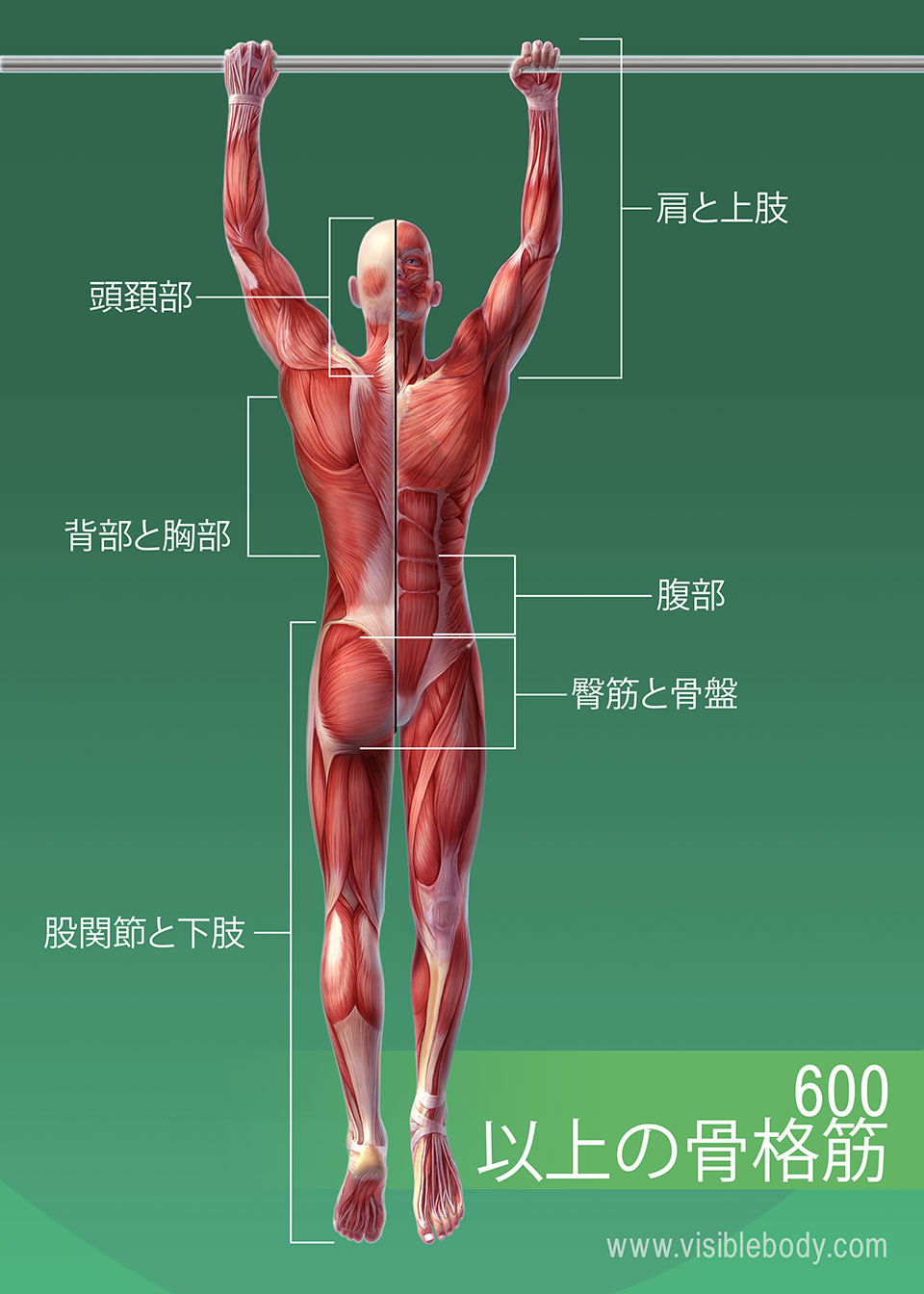 筋肉系 | 筋肉の解剖について知る