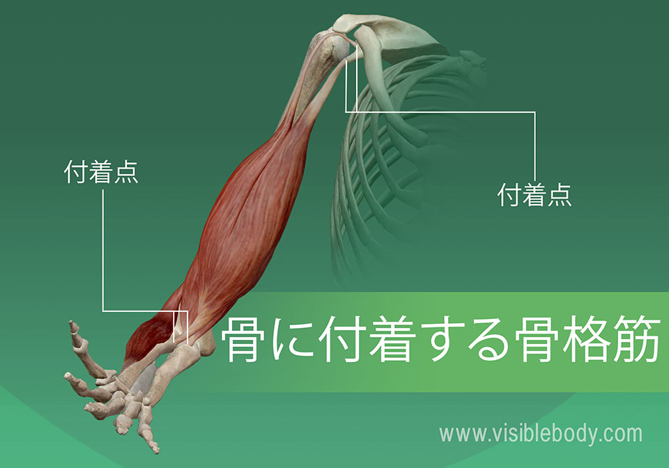 5B-Skeletal-Muscles-Attach-to-Bones