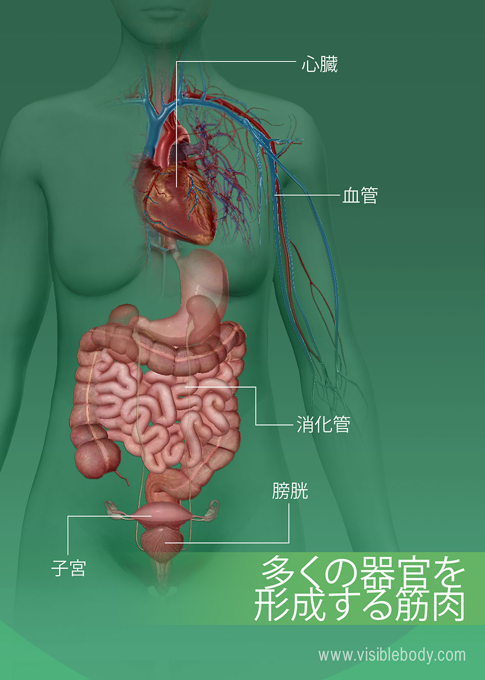 Muscles（筋肉）-多くの-組織-の-壁を-作っている