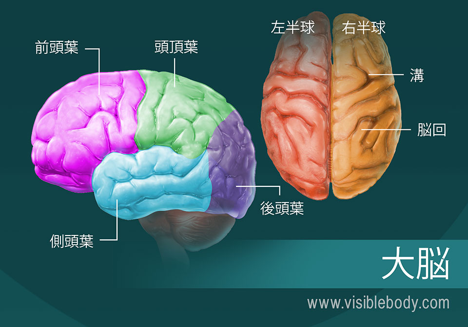 ヒトの脳 | 解剖と機能