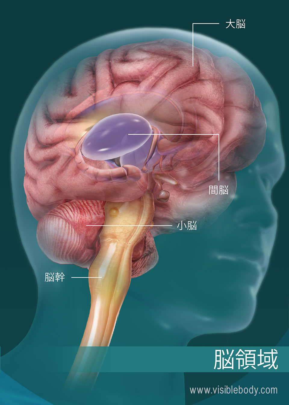 脳解剖学