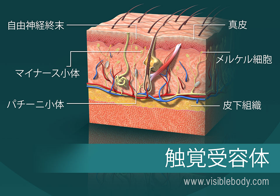 触覚受容体を示している皮膚の横断面