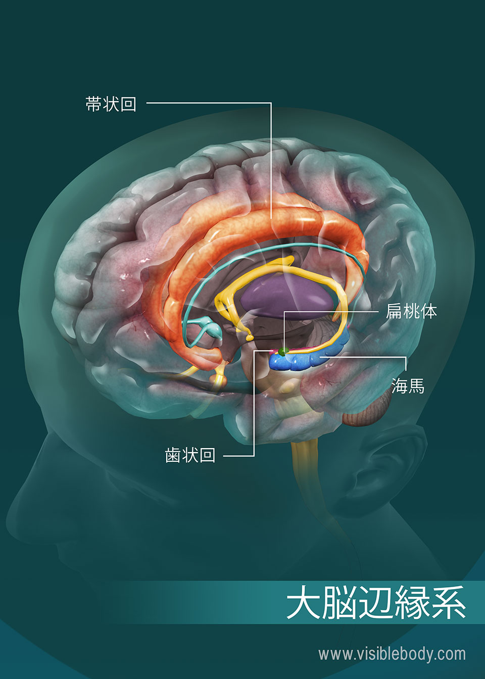 辺縁系の概要