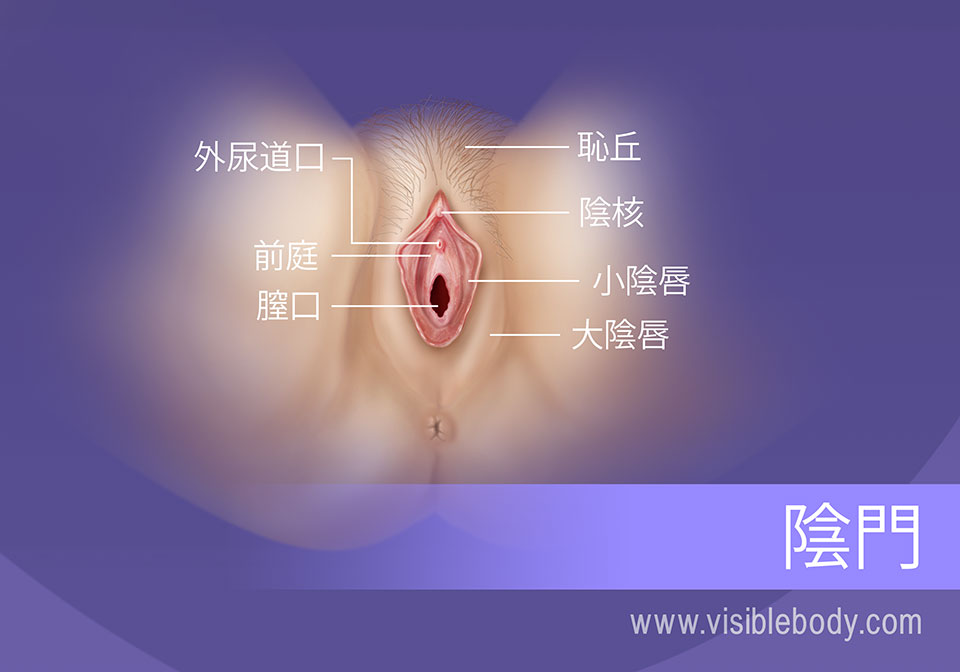 女性生殖器の構造