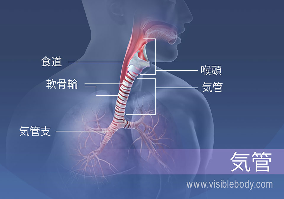 気管領域の構造には、食道、喉頭、軟骨輪および気管支が挙げられます。