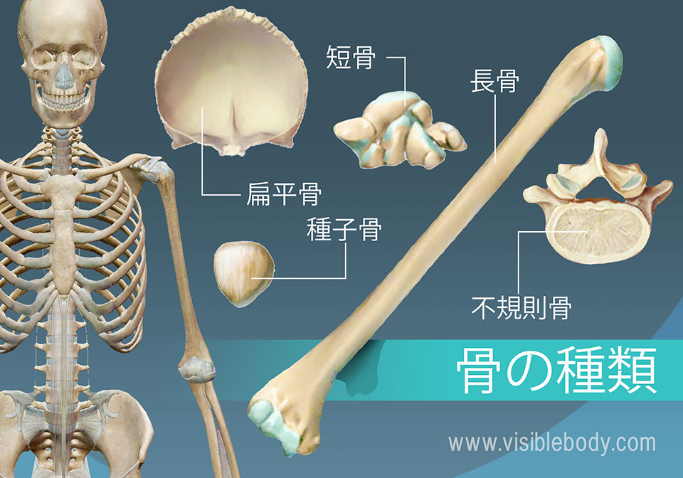 骨格の解剖について知る | 骨のタイプ