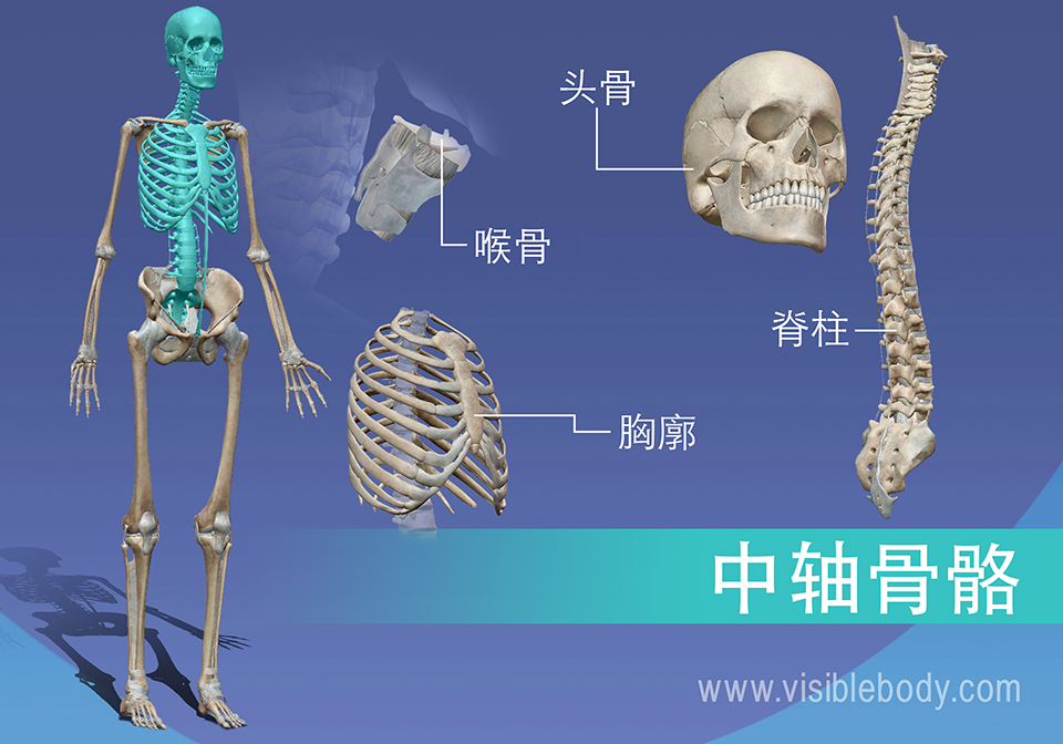 学习骨骼解剖学 中轴骨骼