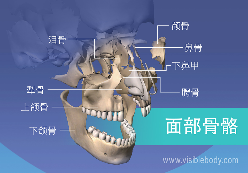 面部骨骼： 泪骨、颧骨、上颌骨和下颌骨