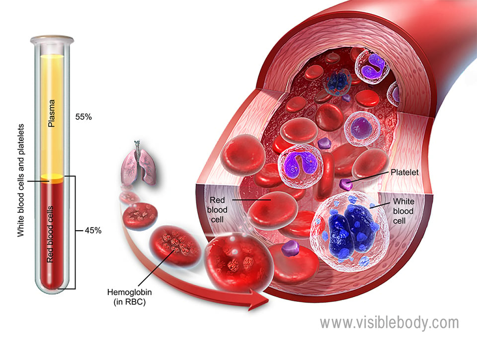 blood tissue
