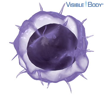 t cells full form in blood