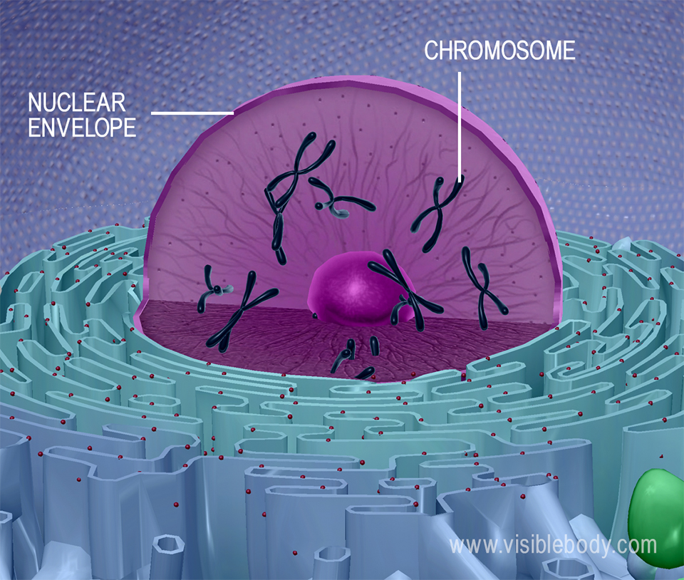 3d rendering of a cell nucleus, including chromosomes
