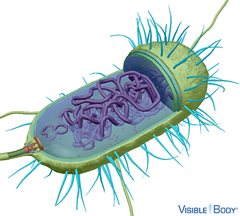 Glossary: Cells