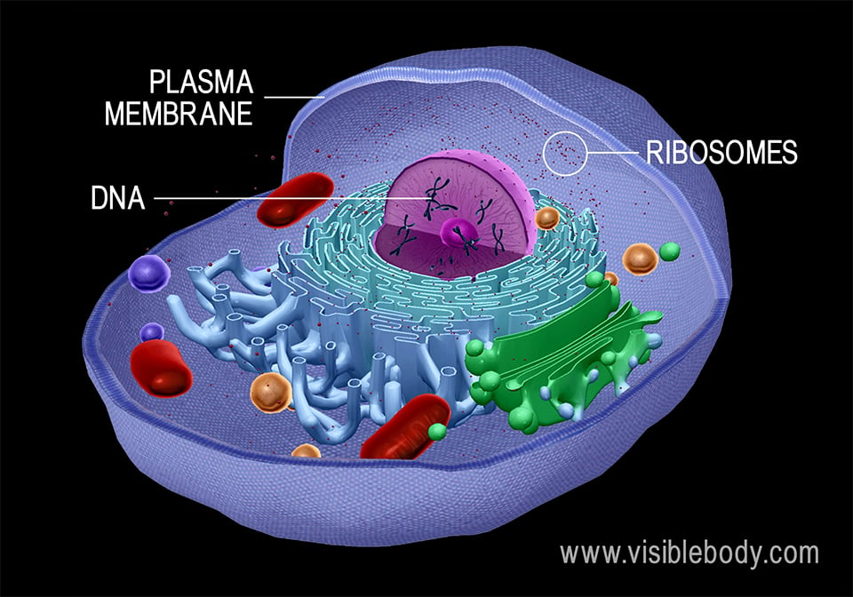 plasma cells labeled