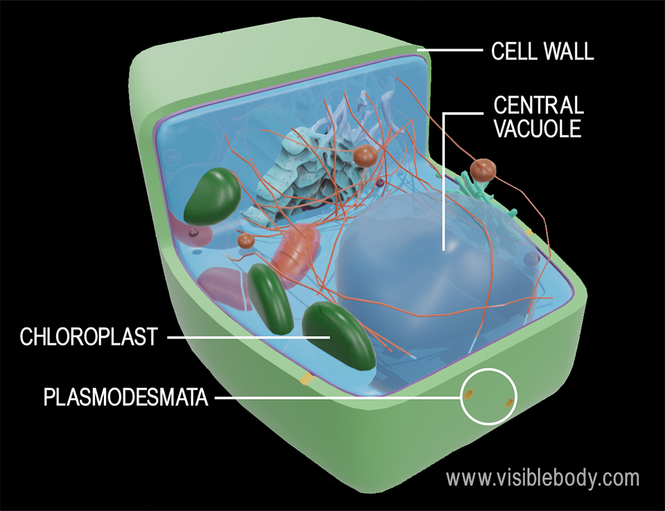 3d rendering of the structures of a plant cell