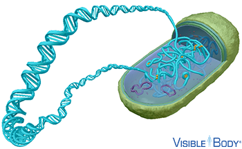 prokaryotic chromosome structure