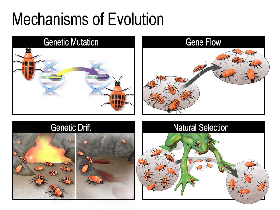 Evolution Definition and Examples - Biology Online Dictionary