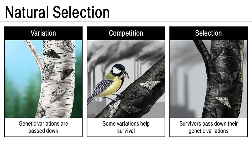 Overview Of Evolution