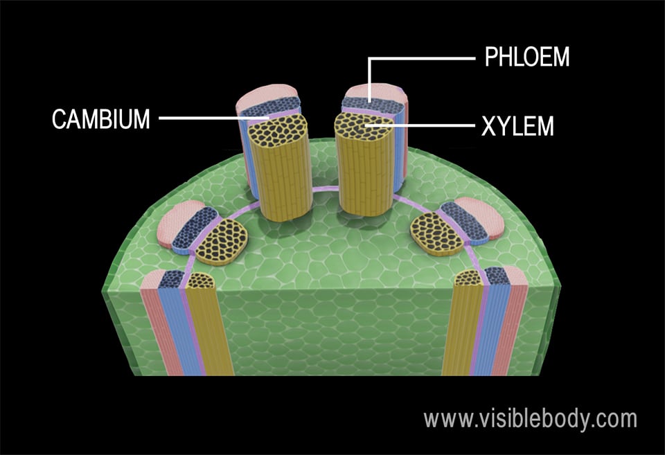 xylem and phloem microscope