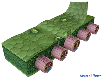 Glossary: Monocot Plant