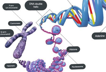 Visible Biology | Create Visual and Interactive Courses That Empower Students