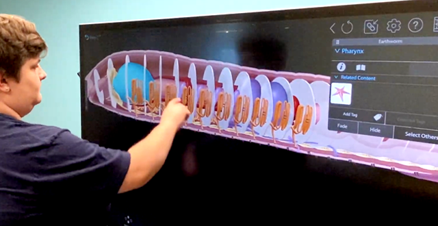 Student standing at a Clear Touch board interacting with Visible Body's 3d dissected earthworm model