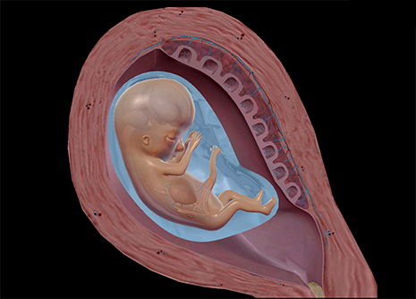 Visible Body Suite's Embryology content