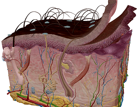 New tissue-level anatomy