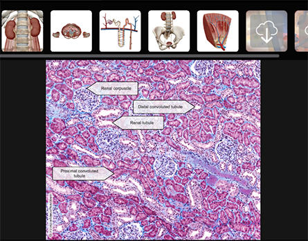 New tissue-level anatomy