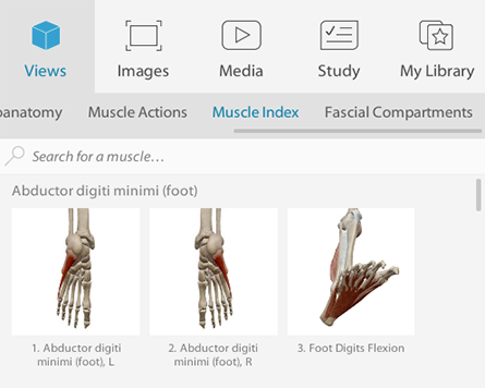 Preview the muscle index