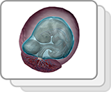 4-6 Week Embryo