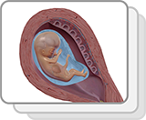 Feto de 8-10 semanas