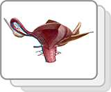 Female Reproductive and Support Structures