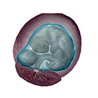 Embryo and Fetus