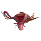 Female Reproductive and Support Structures